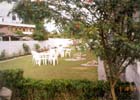 garden4